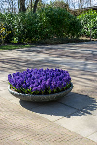 Purple flowering plants on footpath at park