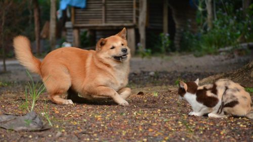 View of a dog lying on land