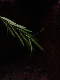 High angle view of plant over black background