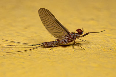 Close-up of insect