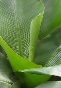 Close-up of green leaf