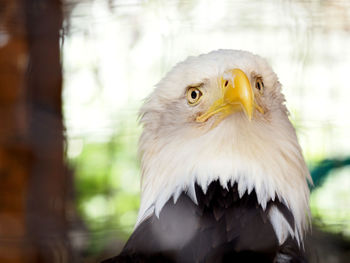 Close-up of eagle against blurred background