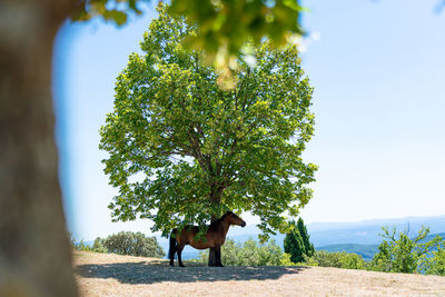 View of a tree on field with brown horse 