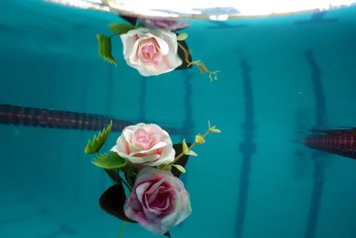 Close-up of roses in swimming pool