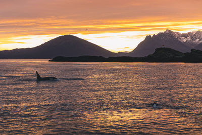 Snorkeling with orca during sunset