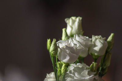 Close-up of white rose on table