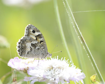 Close-up of butterfly perching on flower