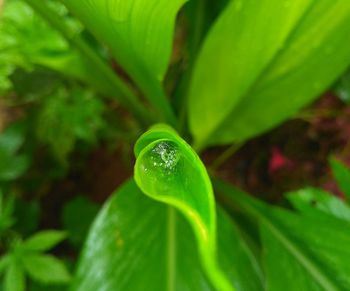 Close-up of water drops on leaf
