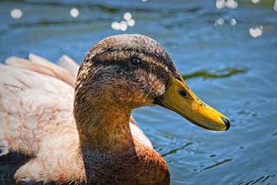 Close-up of duck swimming in lake