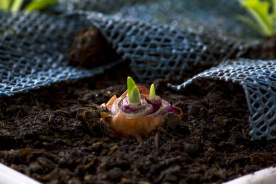 High angle view of crab on ground