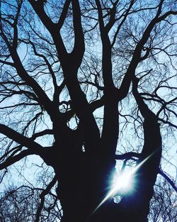 Low angle view of bare trees against sky