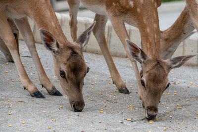 Deer standing on a land