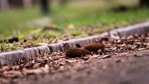 Close-up of lizard on grass