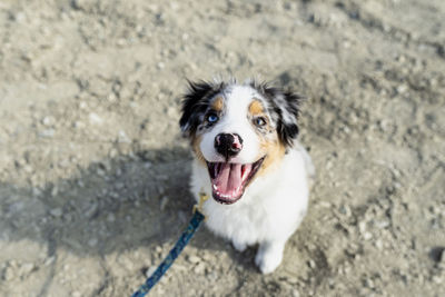 An australian shepherd dog with colored eyes and nose sits on gravel with its mouth open.