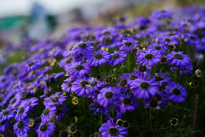 Close-up of purple flowering plants on field