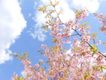 Low angle view of blooming tree against sky