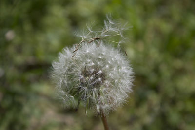 Close-up of dandelion on plant