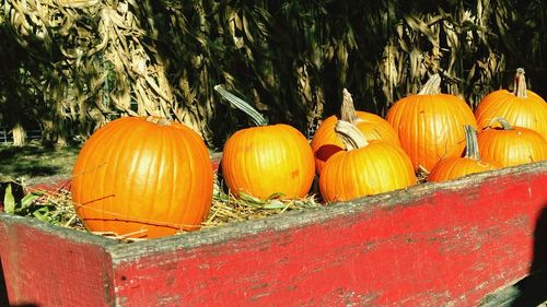 Close-up of pumpkin pumpkins