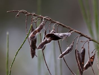 Close-up of dry plant on twig