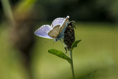 Close-up of butterfly pollinating flower