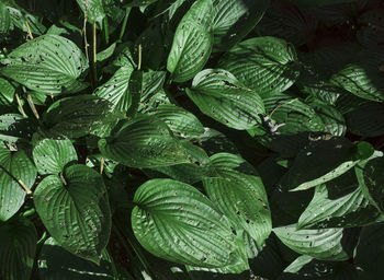 Full frame shot of green leaves