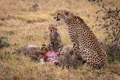 Cheetah on land