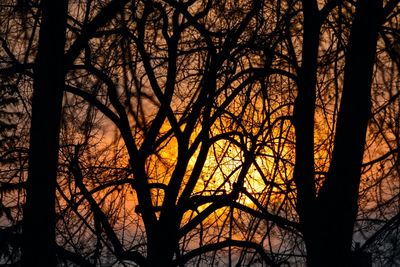 Silhouette bare trees against sky during sunset