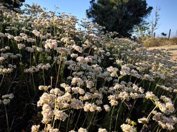 Wildflowers blooming in meadow