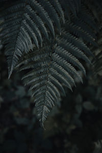 Close-up of leaves on tree during autumn