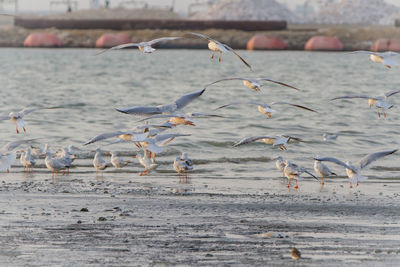 Seagulls flying over lake