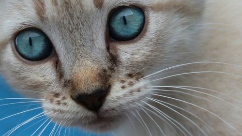 Close-up portrait of cat