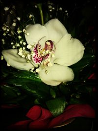 Close-up of white flowers