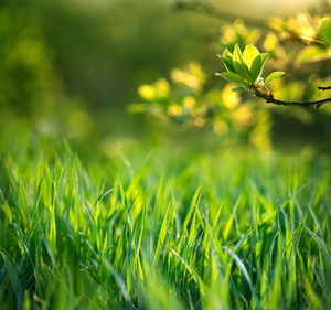 Close-up of flowering plants on field