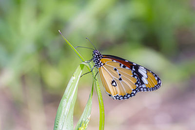 Butterfly on leaf