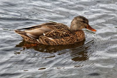 High angle view of mallard duck swimming in lake