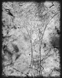 Bare trees against sky