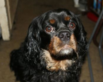 Close-up portrait of dog