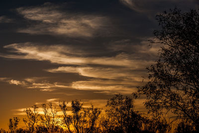 Low angle view of silhouette trees against sky during sunset