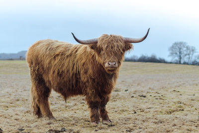 Highland cattle standing on field against sky