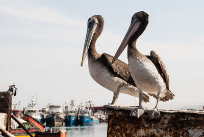 Low angle view of pelicans by river against sky on sunny day