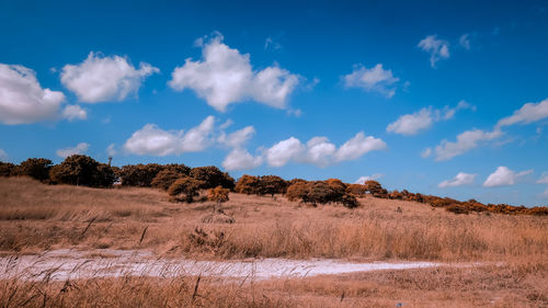 Scenic view of field against sky