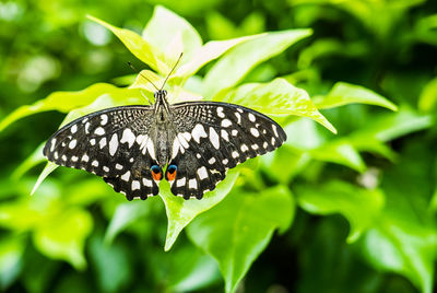 Close-up of butterfly on plant