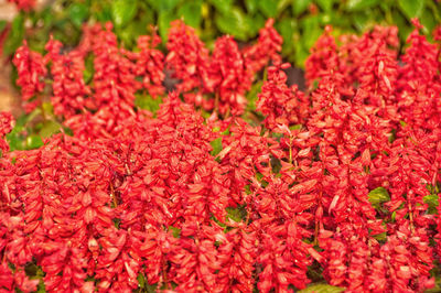 Close-up of red flowering plants