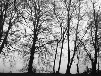 Bare trees on landscape against sky