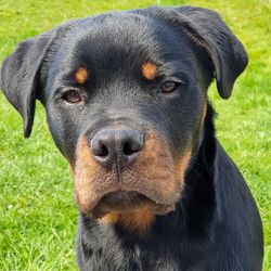 Close-up portrait of a dog