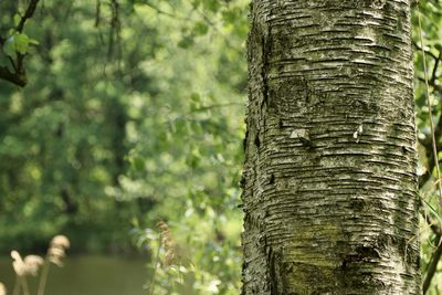 Close-up of lizard on tree trunk
