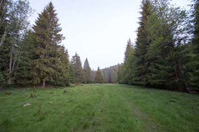 Trees on field against clear sky