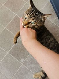 High angle view of cat hand on tiled floor