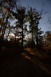Trees in forest against sky