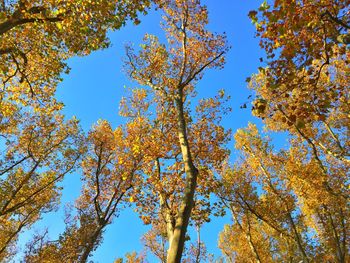 Low angle view of trees against blue sky